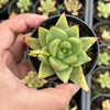 Echeveria agavoides 'Corderoyi'