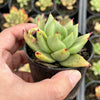 Echeveria agavoides 'Corderoyi'