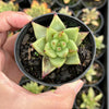 Echeveria agavoides 'Corderoyi'