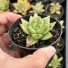 Echeveria agavoides 'Corderoyi'