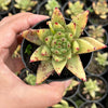 Echeveria agavoides 'Corderoyi'