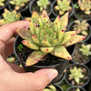 Echeveria agavoides 'Corderoyi'