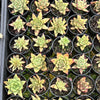 Echeveria agavoides 'Corderoyi'