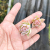 Echeveria 'Violet Queen' (1 x CUTTING)