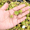 Crassula orbicularis (SET OF 3 CUTTINGS)