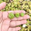 Crassula orbicularis (SET OF 3 CUTTINGS)