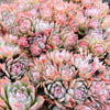 Echeveria 'Violet Queen' (1 x CUTTING)