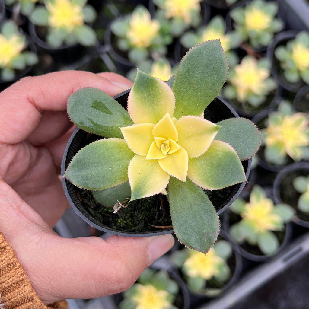 Aeonium decorum f. variegata (aka. Aeonium 'Kiwi' )(PLANT)