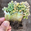 xPachyveria clavifolia f. cristata