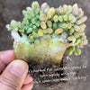 xPachyveria clavifolia f. cristata