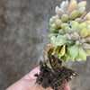 xPachyveria clavifolia f. cristata