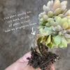 xPachyveria clavifolia f. cristata