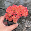 Echeveria Briar Rose f. cristata (has mark)