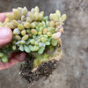 xPachyveria clavifolia f. cristata