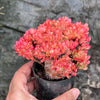 Echeveria Briar Rose f. cristata (has mark)