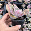 Echeveria 'Jocelyn's Joy'