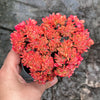 Echeveria Briar Rose f. cristata (has mark)