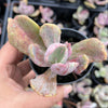 Echeveria 'Jocelyn's Joy'