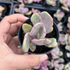 Echeveria 'Jocelyn's Joy'