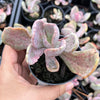 Echeveria 'Jocelyn's Joy'