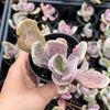 Echeveria 'Jocelyn's Joy'