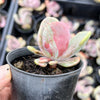 Echeveria 'Jocelyn's Joy'