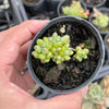 Graptopetalum pachyphyllum