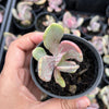 Echeveria 'Jocelyn's Joy'