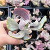 Echeveria 'Jocelyn's Joy'