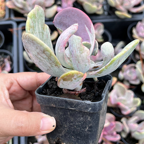 jocelyn's joy succulent Echeveria 'Jocelyn's Joy' – LET LOVE GROW (Succulent & Cactus)