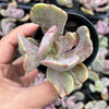 Echeveria 'Jocelyn's Joy'