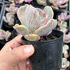 Echeveria 'Jocelyn's Joy'