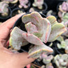 Echeveria 'Jocelyn's Joy'