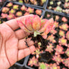 Echeveria 'Low'