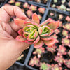 Echeveria 'Low'