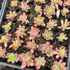 Echeveria 'Low'