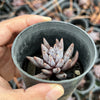 Echeveria unguiculata