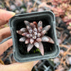 Echeveria unguiculata