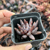 Echeveria unguiculata