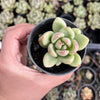 Echeveria 'Avocado Cream'