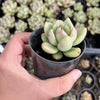 Echeveria 'Avocado Cream'