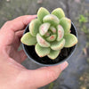 Echeveria 'Avocado Cream'