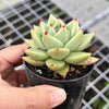 Echeveria agavoides 'Corderoyi'