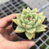 Echeveria agavoides 'Corderoyi'