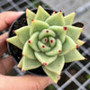 Echeveria agavoides 'Corderoyi'