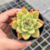 Echeveria agavoides 'Corderoyi'