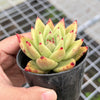 Echeveria agavoides 'Corderoyi'