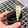 Euphorbia mammillaris f. variegata (Corn Cob)