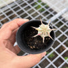 Euphorbia mammillaris f. variegata (Corn Cob)
