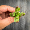 Crassula Clavata